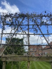 Where do you cut back to on a dying clematis Montana?