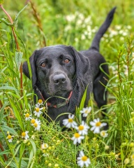 Then and Now - Your Puppy to Adult Dog Photos