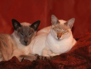 The One where TC moved to Scotland and joined the Excellent Cats