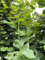 Identify this plant please