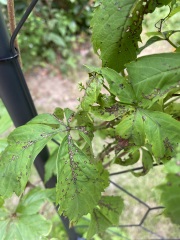 Pest damage on vine leaves