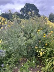 Mottisfont Abbey plant id