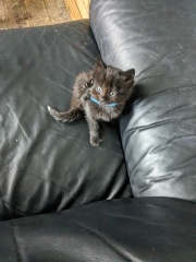 Foster and brand new babies