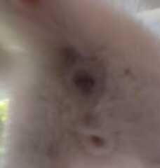 Can you identify gender from these kitten photos?