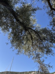 Can anyone identify these Greek plants?
