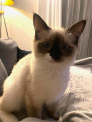 Shall we have a pet thread? Something nice for over the weekend 😁