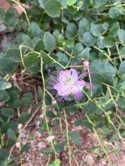 Can anyone identify these Greek plants?