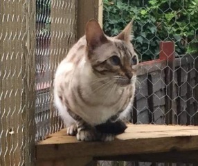 Thread 48 - Sunak - Capsized on the Ship of Lies