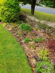 What have you done in the garden today? Part 5