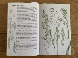 Any ideas what this grass is?