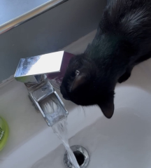 The One where TC moved to Scotland and joined the Excellent Cats