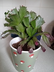 Does this house plant seem ok?