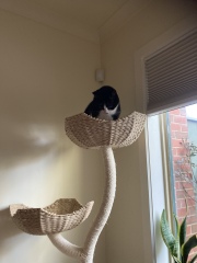 The One where TC moved to Scotland and joined the Excellent Cats