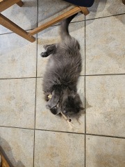 The One where TC moved to Scotland and joined the Excellent Cats