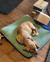 Puppy Survival Thread for New and Old Pups - Spring is around the corner!