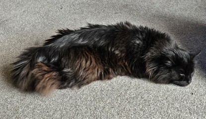 The One where TC moved to Scotland and joined the Excellent Cats