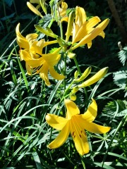 What have you done in the garden today? Part 5