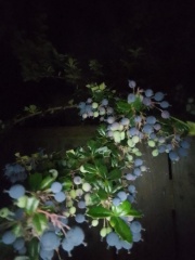 Can anyone identify what blue type of Berry's there's are