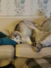 Can I train dog to now not go on the new sofas?