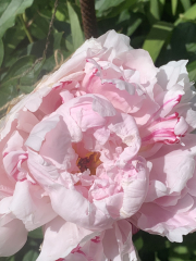 My Japanese Anemones are drooping!!