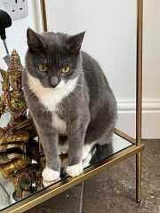 Thread 52 Sunak: The Final Countdown