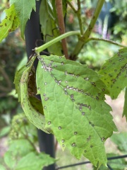Pest damage on vine leaves