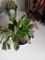 Does this house plant seem ok?