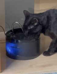 The One where TC moved to Scotland and joined the Excellent Cats