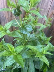 Can anyone identify this plant?