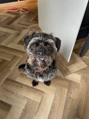 Share Your Dog Stories and Photos! 🐾 Chance to Win £100!