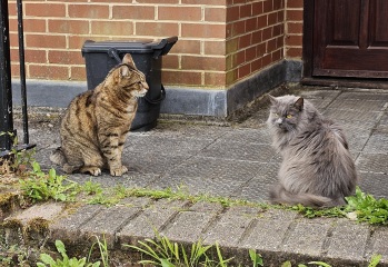 TC part 6.  The Furry Menace.