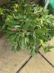 Any hope for these alstroemeria inticancha from Lidl?