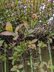 What is wrong with my honeysuckles?