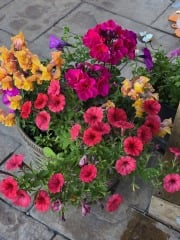 Sunshine, Flowers & Weddings ~ June Flylady thread