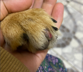 Bleeding claw