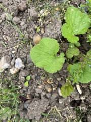 Is  this a weed ?