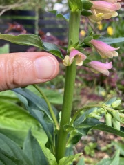 Plant ID request!