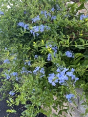 Can anyone identify these Greek plants?