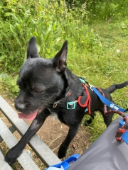 Thread 51 Sunak: A William Hill to die on