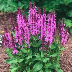 Plants like 'hot lips'