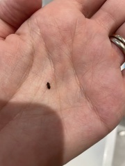 Woodworm