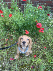 Puppy Survival Thread for New and Old Pups - Spring is around the corner!