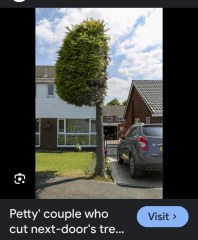 Neighbour trimmed the tree that hangs over in to her garden......but
