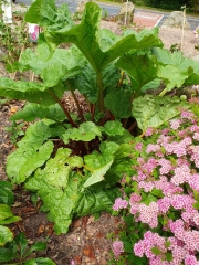 What have you done in the garden today? Part 5