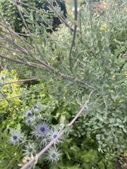Mottisfont Abbey plant id
