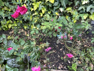 Spindly DA rose