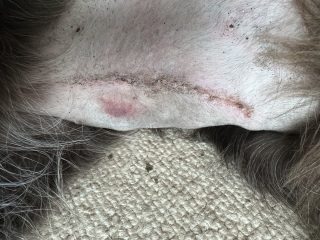 Saved dog by asking for CT scan