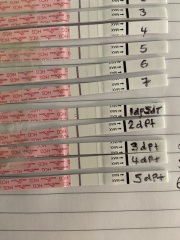 IVF/ICSI May or late April (Part 2)