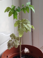 Indoor bush tomato seedlings stalled