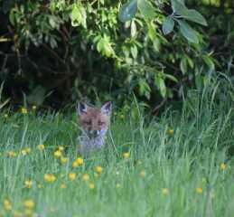 How do I get this fox to fuck off?!